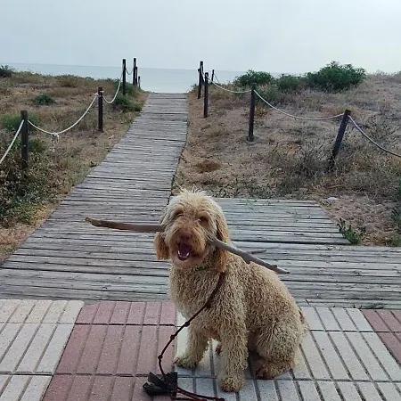 Ocean Front Trianon 아파트 다이무스